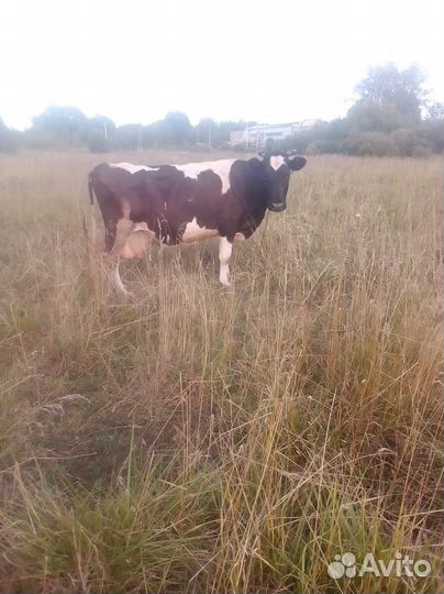 Коровы дойные молочные