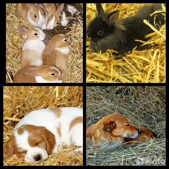 Солома, Сено луговое душистое