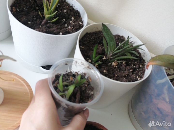 Диффенбахия