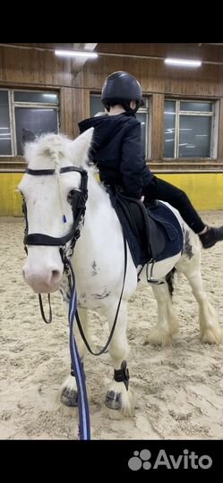 Занятия верховой ездой на тинкере. Выездка, конкур