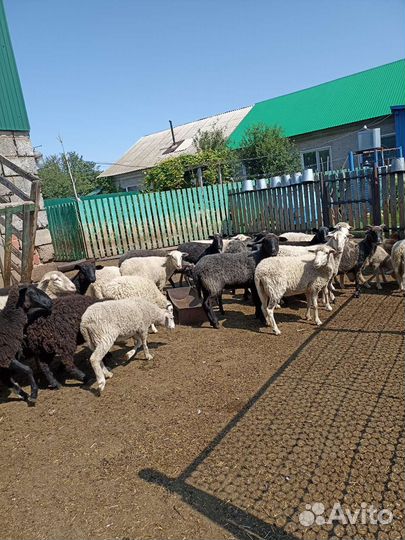 Овцы бараны