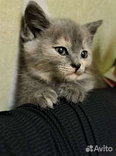 Отдам в добрые руки