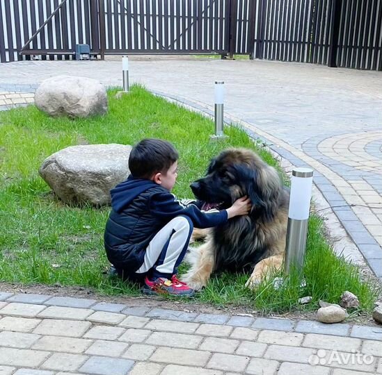 Услуги кинолога