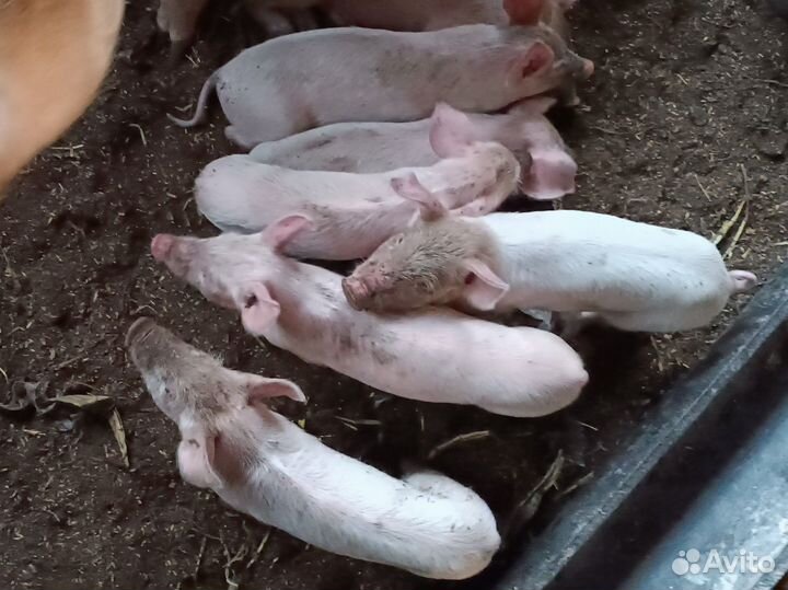 Поросята