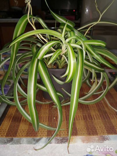 Хлорофитум кудрявый