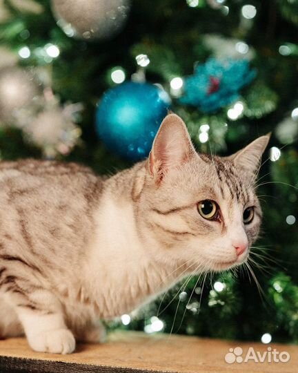 Кошка в добрые руки