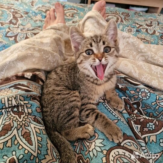 Отдам котят