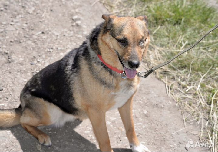 Собака в добрые руки