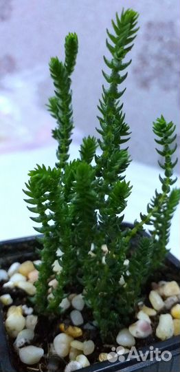 Суккуленты