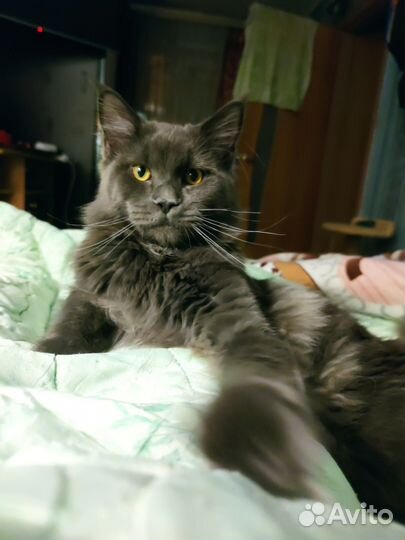 Котята мейн-кун