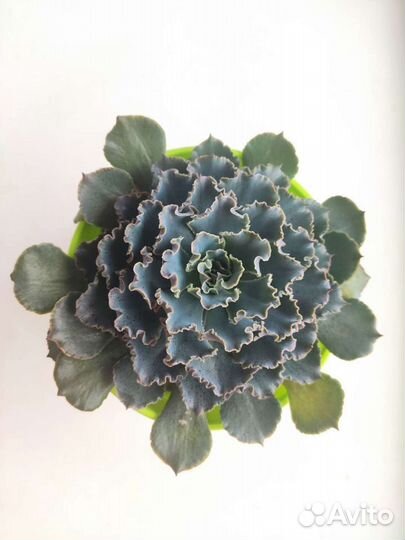 Суккуленты