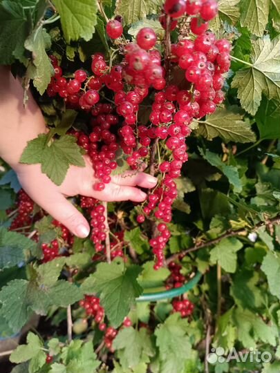 Смородина красная, черная, белая, ежевика