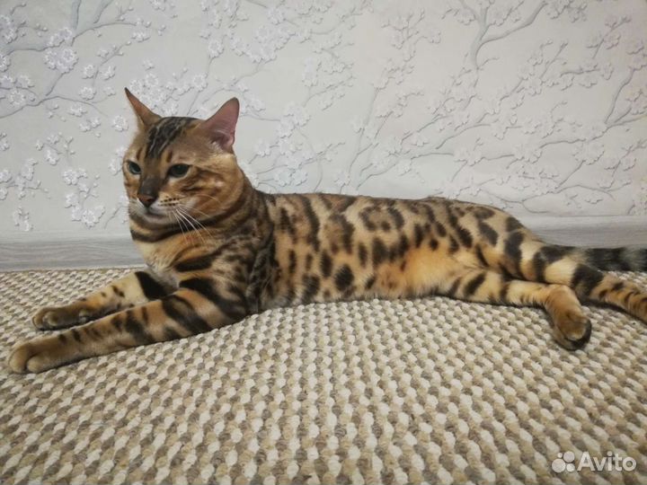 Бенгальская