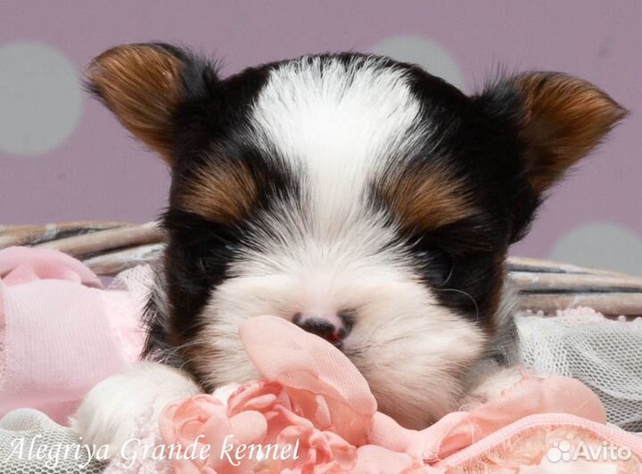 Невероятно сладкая леди бивера