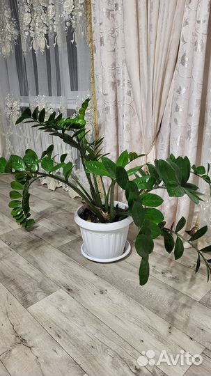 Продается замиокулькас