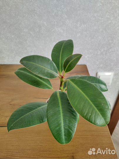 Фикус Мелани