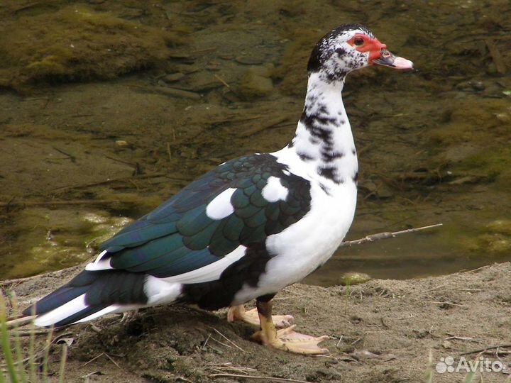 Мясо индоутки