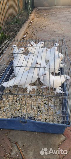 Голуби узбеки