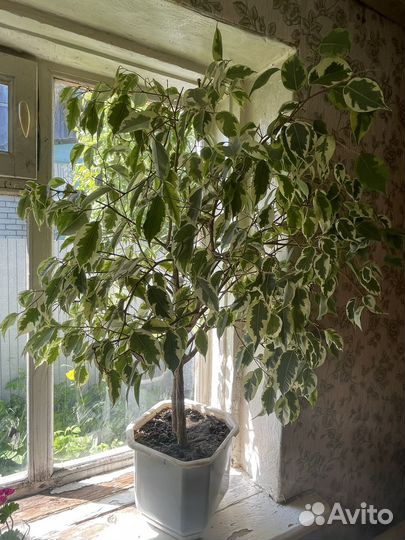 Фикус, кактус