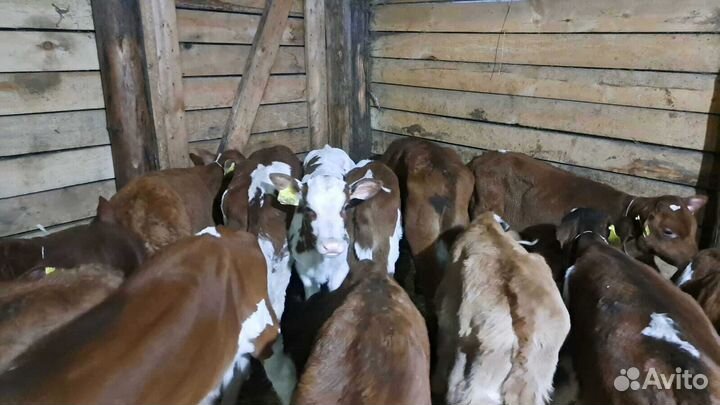 Телята бычки с доставкой