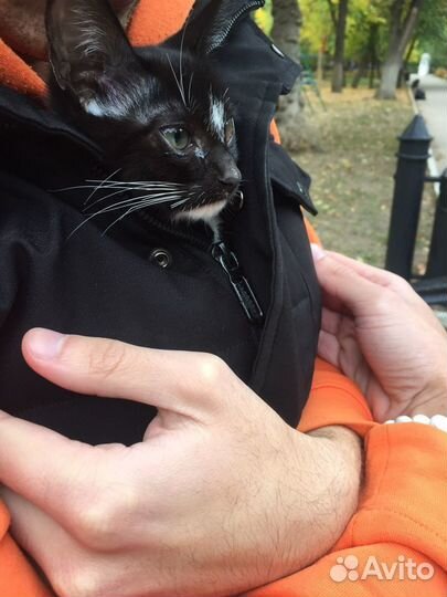 Молодая кошечка