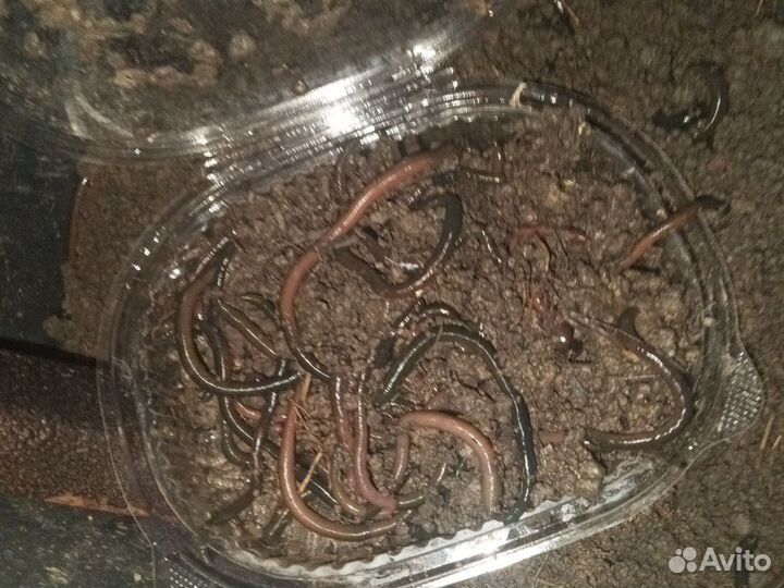 Черви зеленые