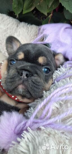 Щеночки французского бульдога