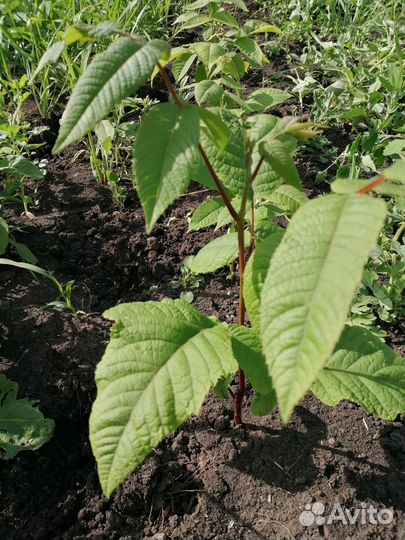 Орех серый (саженцы)