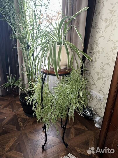 Хлорофитум