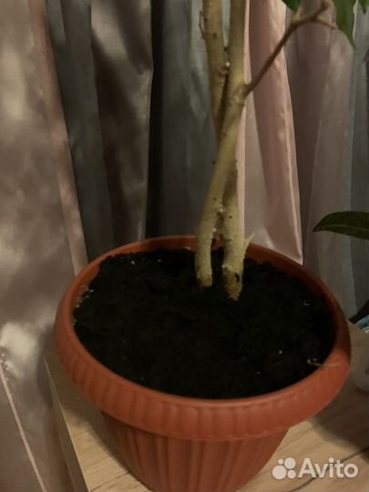 Фикус бенджамина и кротон