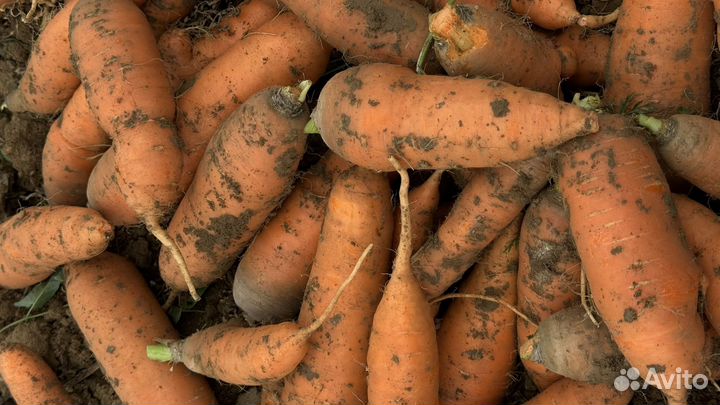 Морковь оптом