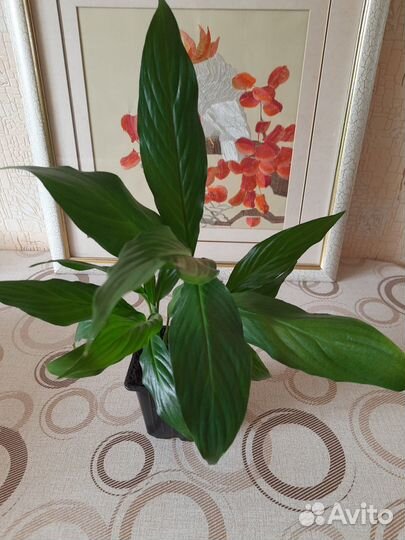 Комнатные растения