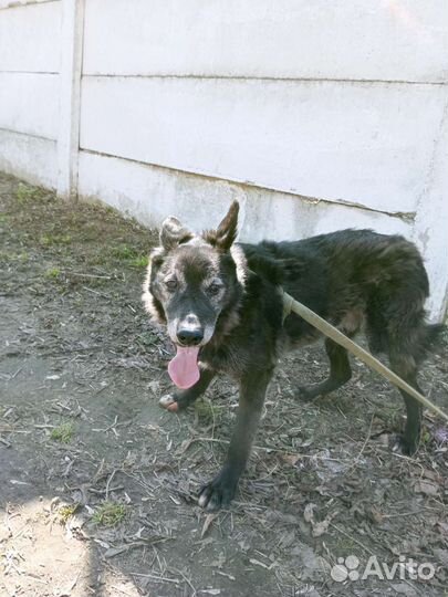 Спасите старую собаку из приюта