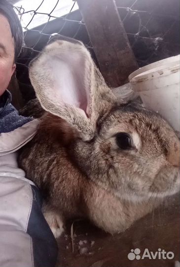 Кролик Серый великан
