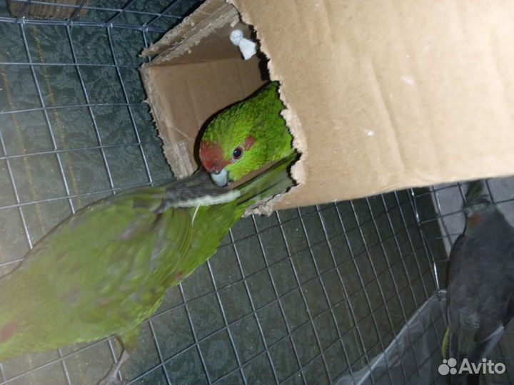 Попугай какарик какарики