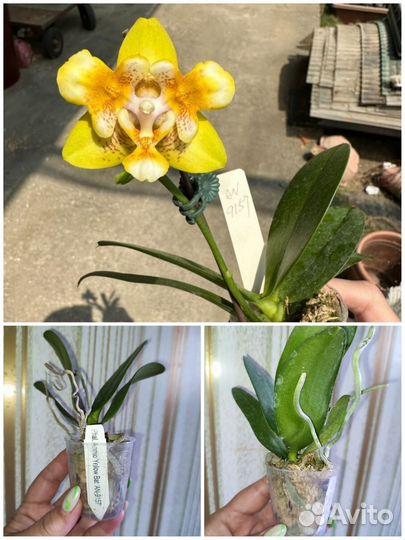 Азиатские орхидеи