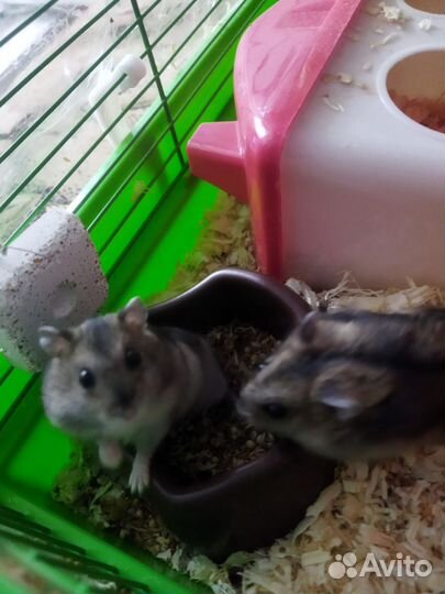 Джунгарский хомяк