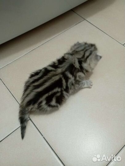 Британская кошка