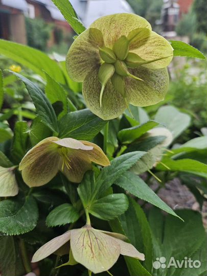 Морозник. Многолетнее раннецветущее растение