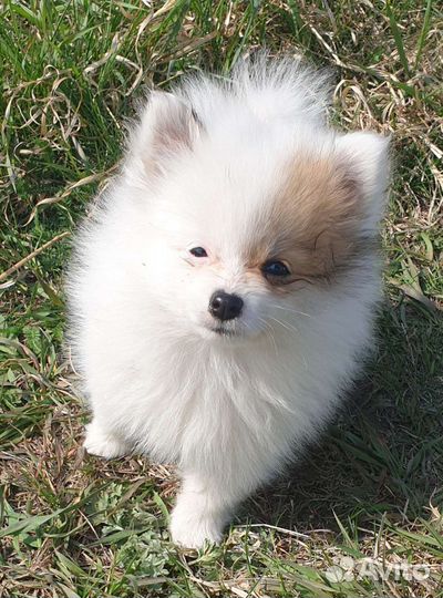 Шпиц миниатюрный