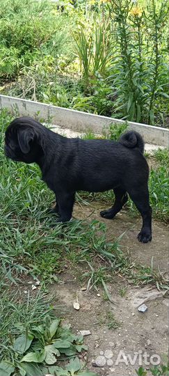 Щенок мопса девочка и мальчик