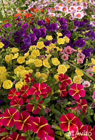 Неукор Калибрахоа