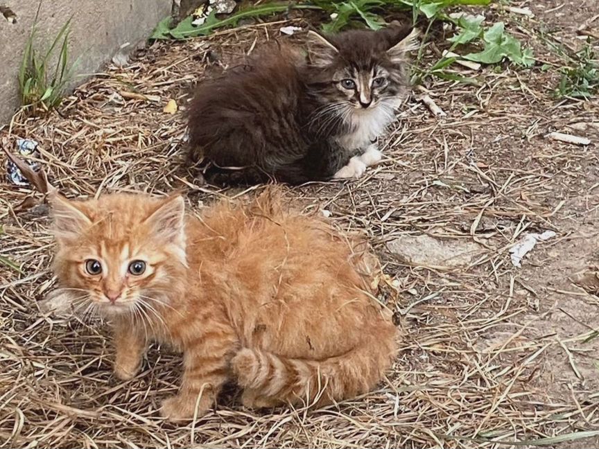 Котята голодают. Нужна передержка или дом