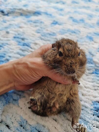 Взрослый дегу в добрые руки