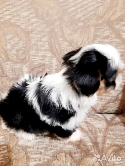 Щенки бивер йорка