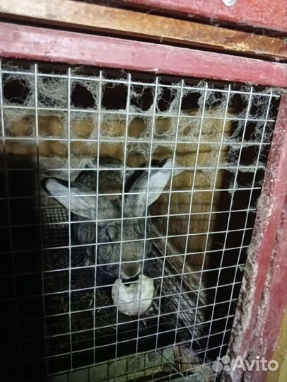 Кролик самец