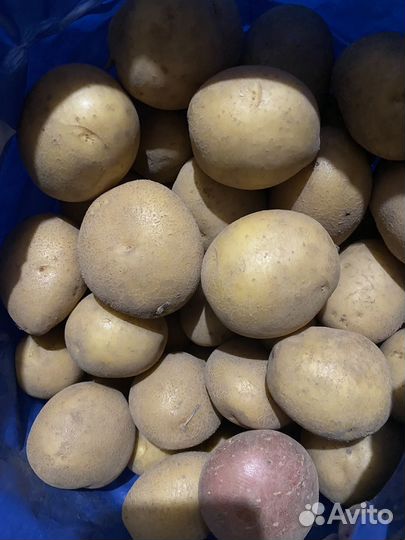 Картофель гала