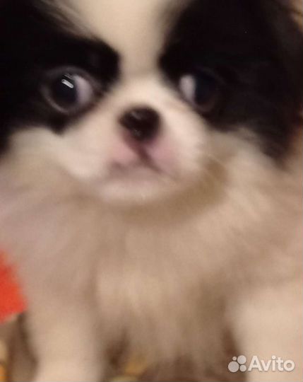 Японский хин