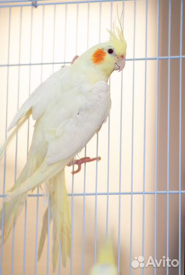 Корелла Лютино птенцы