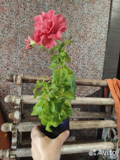 Обриета,ясколка, алиссум желтый